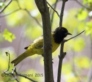 6S3A0647Scott's_Oriole
