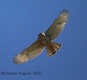6S3A0648Immature_Gray_hawk