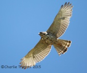 6S3A0650Immature_Gray_Hawk