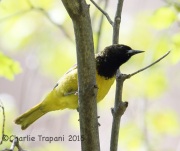 6S3A0652Scott's_Oriole