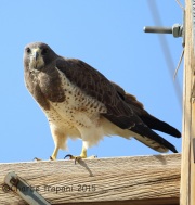 6S3A0667Swainson's_Hawk