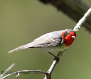 6S3A0705Red-Faced_Warbler