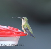 6S3A0729Female_Lucifer_Hummingbird
