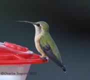 6S3A0730Female_Lucifer_Hummingbird