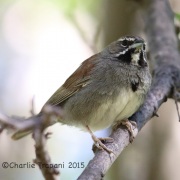 6S3A0752Five-Striped_Sparrow