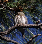 6S3A0766Northern_Pygmy_Owl