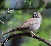6S3A0776Five-Striped_Sparrow