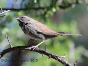 6S3A0784Five-Striped_Sparrow