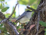 6S3A0788black-capped_Gnatcatcher