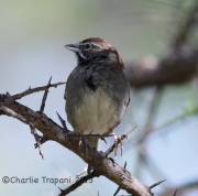 6S3A0803Five-Striped_Sparrow