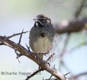 6S3A0805Five-Striped_Sparrow