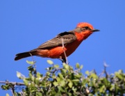 6S3A0829Vermillion_Flycatcher