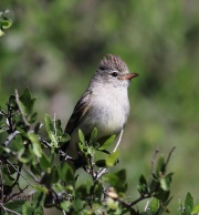 6S3A0835Northern_Beardless-Tyrannulet