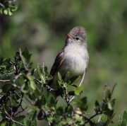 6S3A0836Northern_Beardless-Tyrannulet