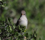 6S3A0838Northern_Beardless-Tyrannulet