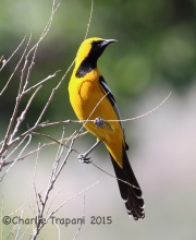 6S3A0847Hooded_Oriole
