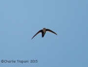 6S3A0885White-Throated_Swift