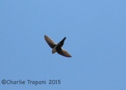 6S3A0891White-Throated_Swift