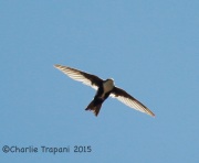 6S3A0894White-Throated_Swift