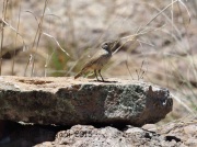 6S3A0905Rock_Wren