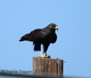 6S3A0915Zone-Tailed_Hawk