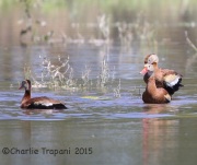 6S3A0916Black-Bellied_Whistling_Ducks_AZ