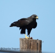 6S3A0916Zone-Tailed_Hawk