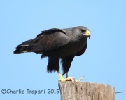 6S3A0923Zone-Tailed_Hawk