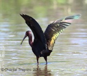 6S3A0924White-faced_Ibis
