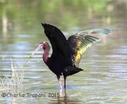 6S3A0926White-Faced_Ibis