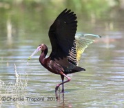 6S3A0929White-Faced_Ibis