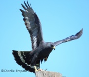 6S3A0929Zone-Tailed_Hawk