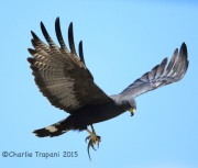 6S3A0938Zone-Tailed_Hawk