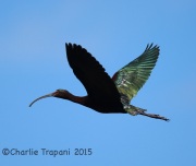 6S3A0940White-Faced_Ibis