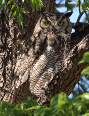 6S3A0951Great_Horned_Owl