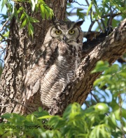 6S3A0952Great_Horned_Owl