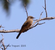 6S3A0957Say's_Phoebe
