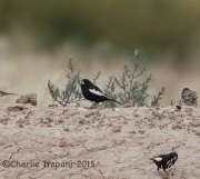 6S3A0958Lark_Bunting