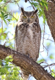 6S3A0960Great_Horned_Owl