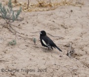 6S3A0962Lark_Bunting