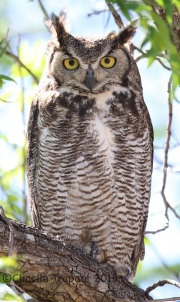 6S3A0966Great_Horned_Owl