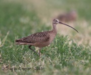 6S3A0984Long-Billed_Curlew