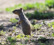 6S3A0986Ground_Squirrel