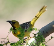6S3A0995Hooded_Oriole