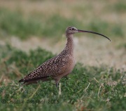 6S3A1002Long-Billed_Curlew