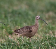 6S3A1006Long-Billed_Curlew