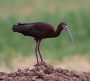6S3A1026White-Faced_Ibis