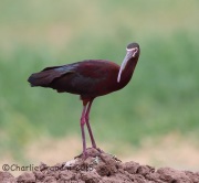 6S3A1031White-Faced_Ibis