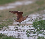 6S3A1044Long-Billed_Curlew