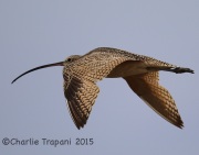 6S3A1069Long-Billed_Curlew